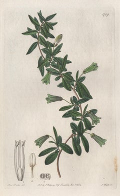 Billardiera Ovalis, 19th century Australian native botanical engraving