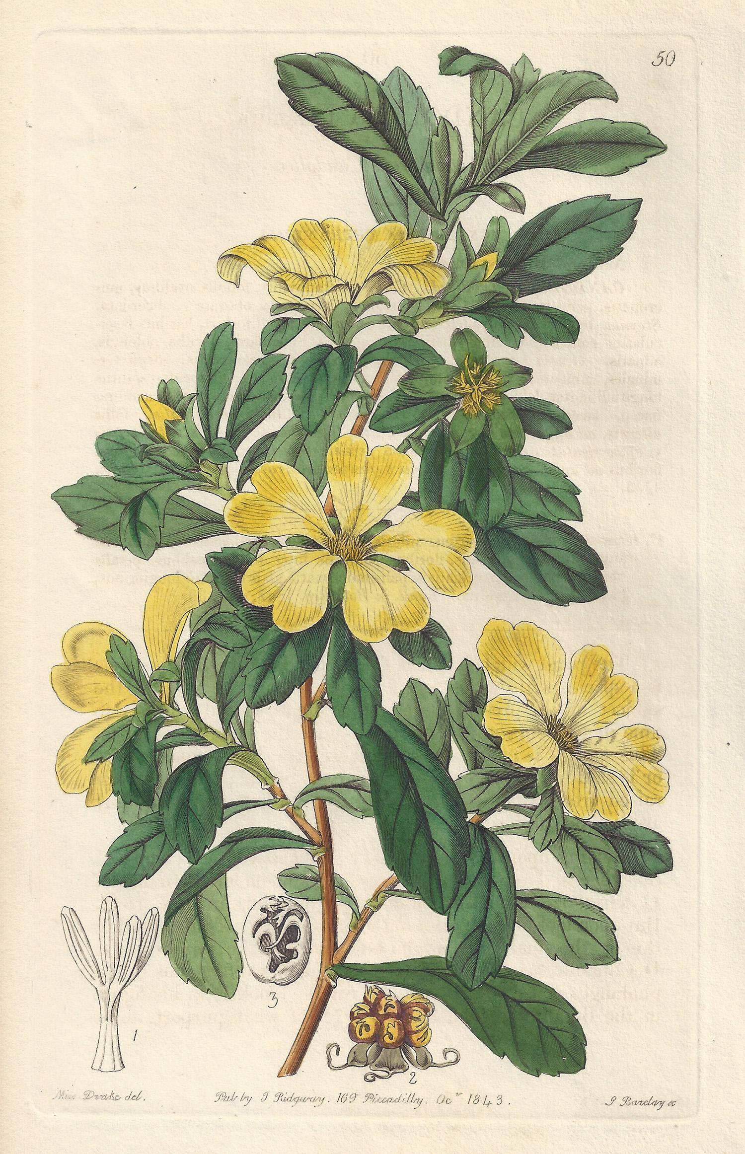 Clinopodium vulgare рисунок. бристоль растение. ботаника на английском. фиалка ривиниуса. Pulmonaria officinalis old pictures.