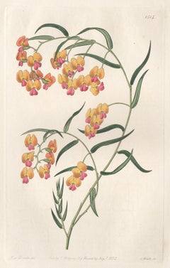 Dillwynia Glycinifolia, 19th century Australian native botanical engraving