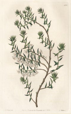 Epacris Nivalis, 19th century Australian native botanical engraving