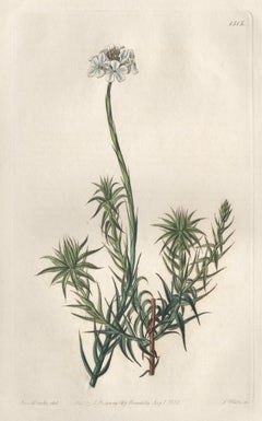 Sphenotoma Capitatum, 19th century Australian native botanical engraving