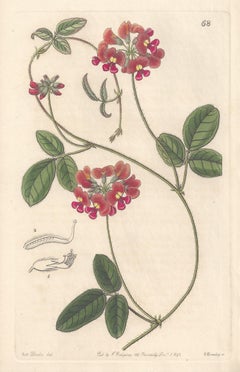 Antique Zichya Villosa, 19th century Australian native botanical engraving