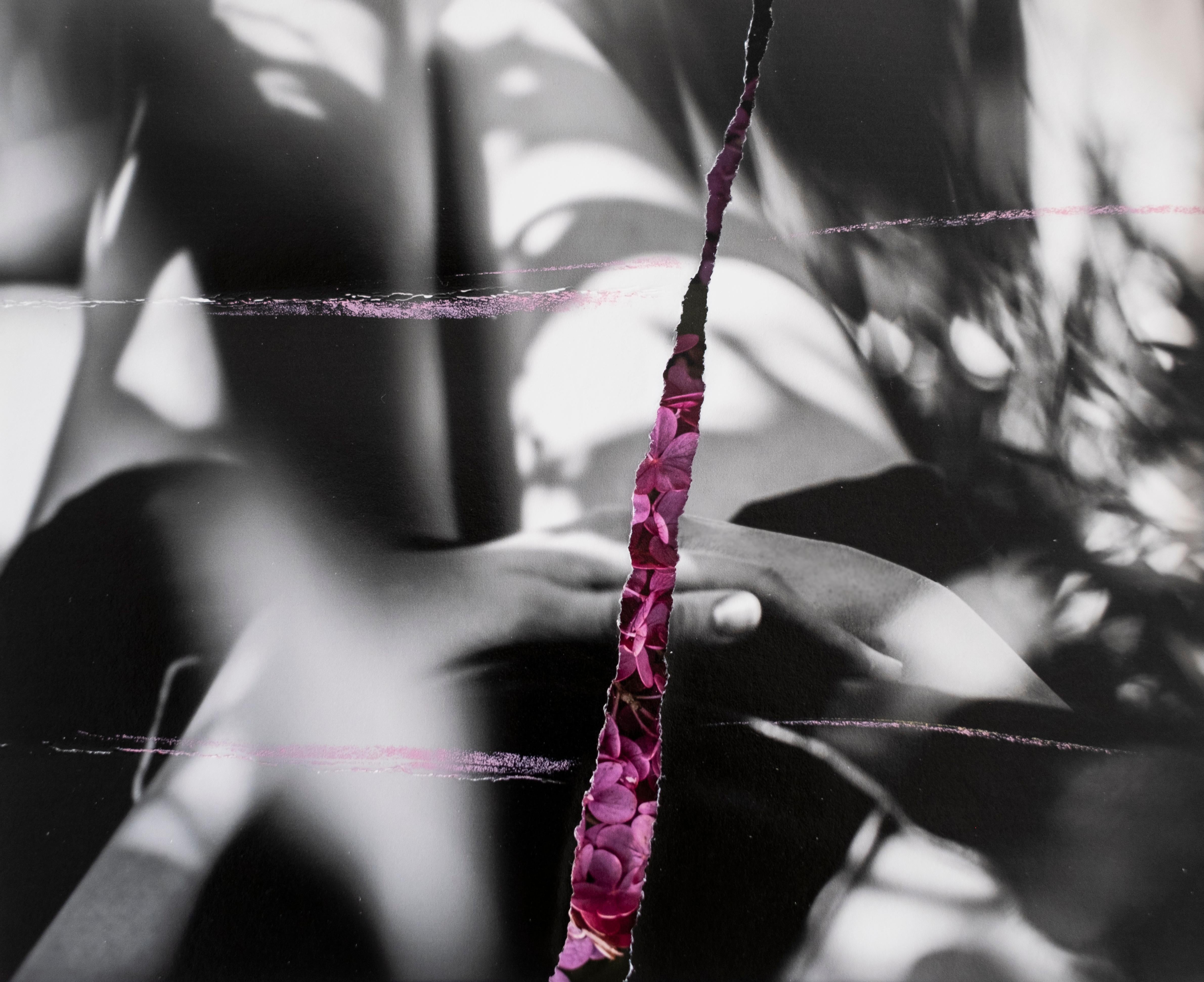 Sarah Hadley Figurative Photograph - Pink Hydrangeas