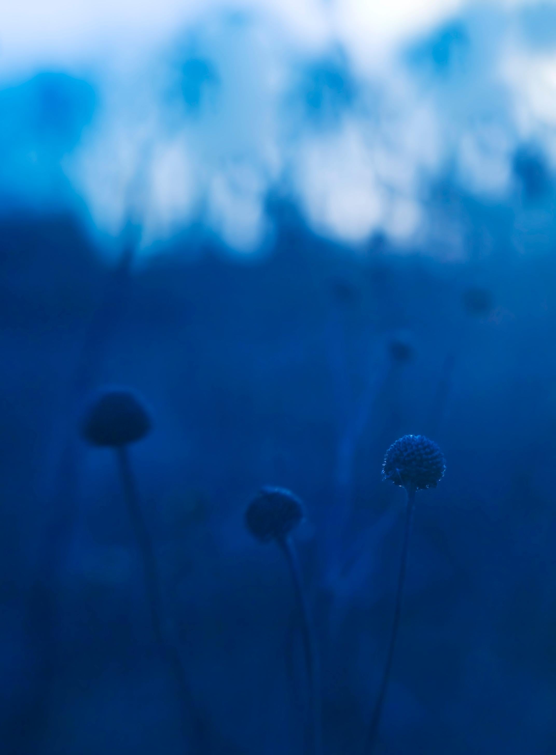 Sarah Hadley Color Photograph - Blue Gloam