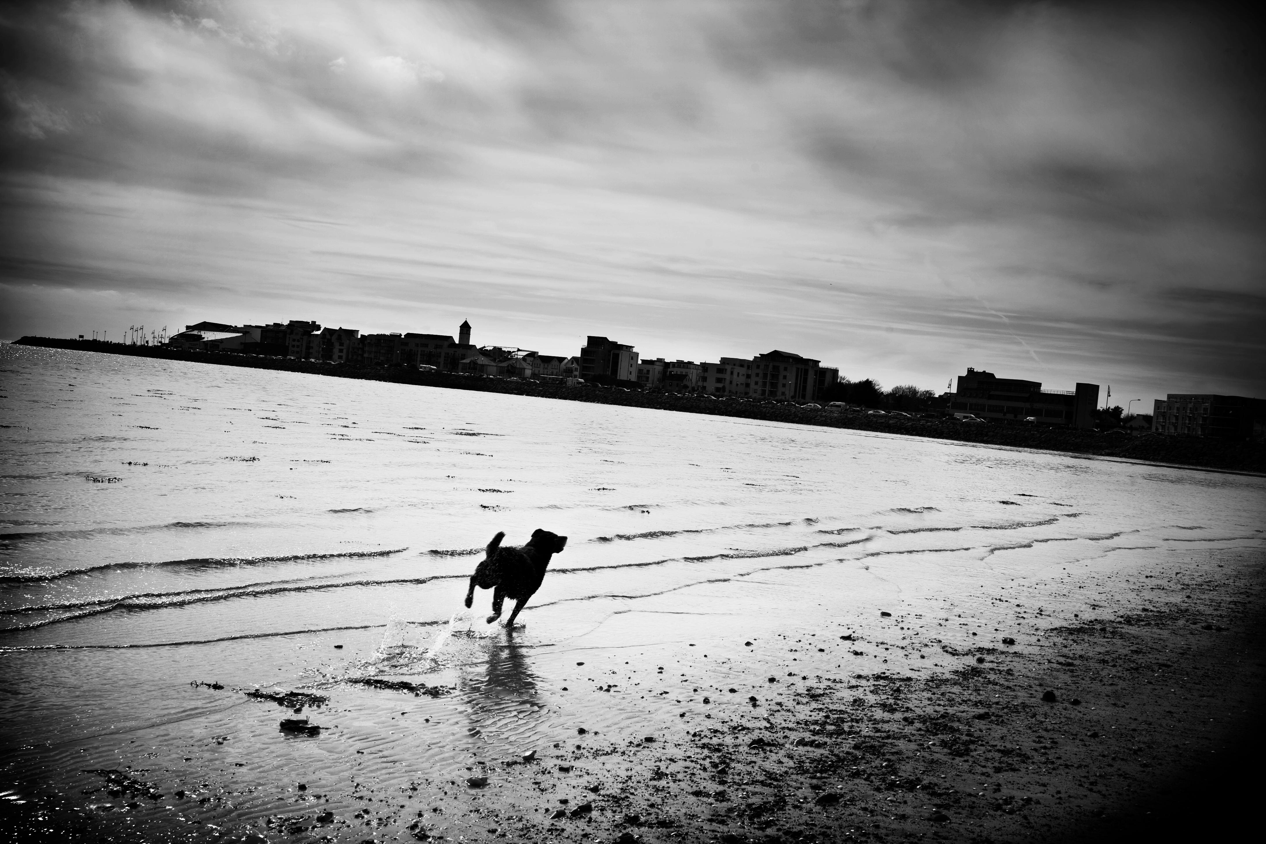 Black and White Photograph Sarah Hadley - Chien courant sur la plage de Galway