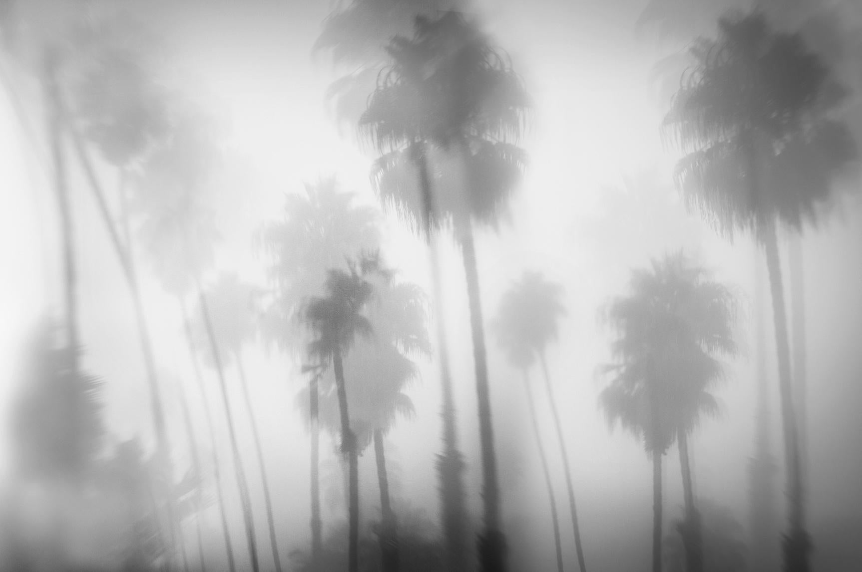 Sarah Hadley Landscape Photograph - Dreaming of California Palm Trees