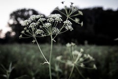 Soirée dans la prairie