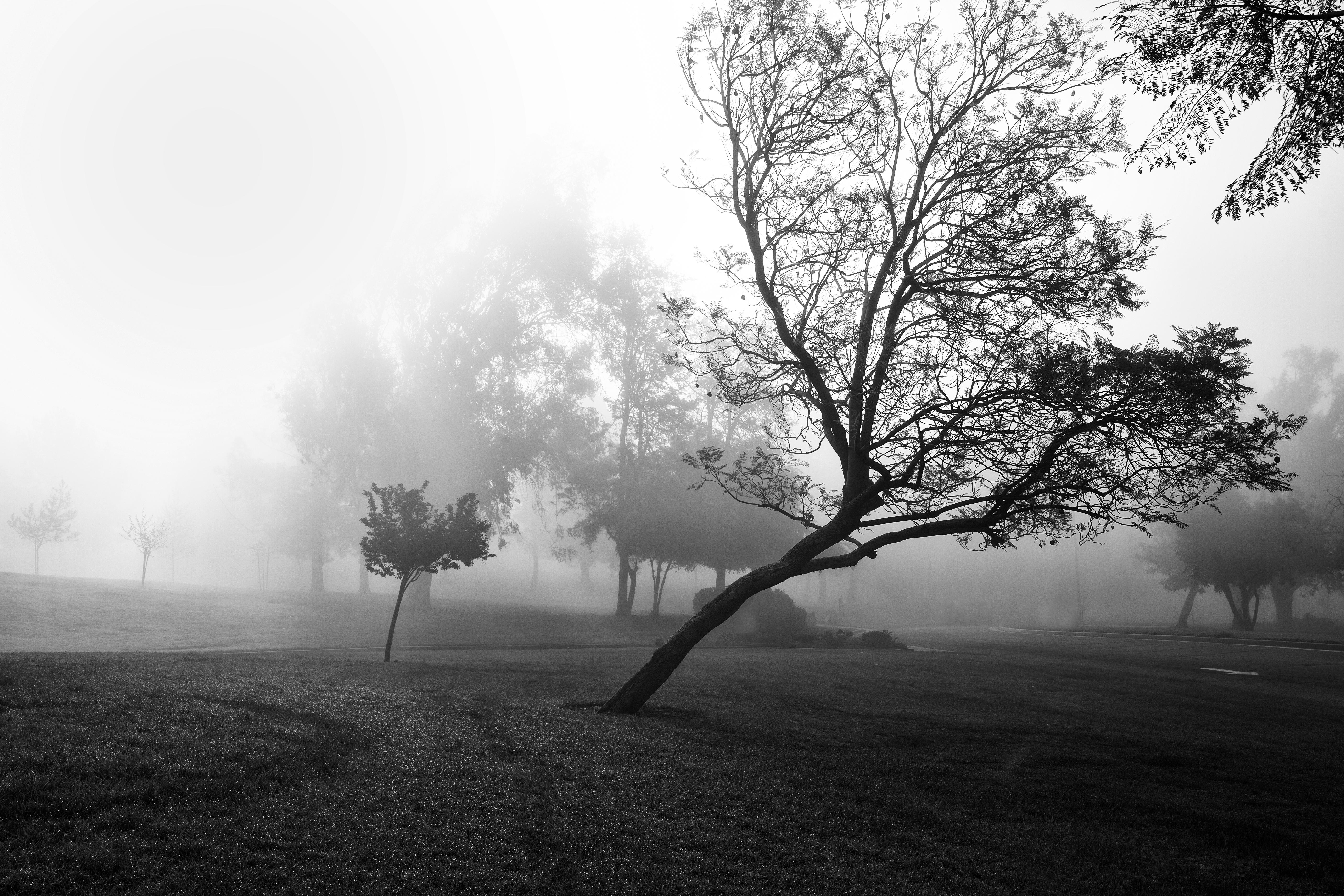 Sarah Hadley Landscape Photograph - Misty Morning 