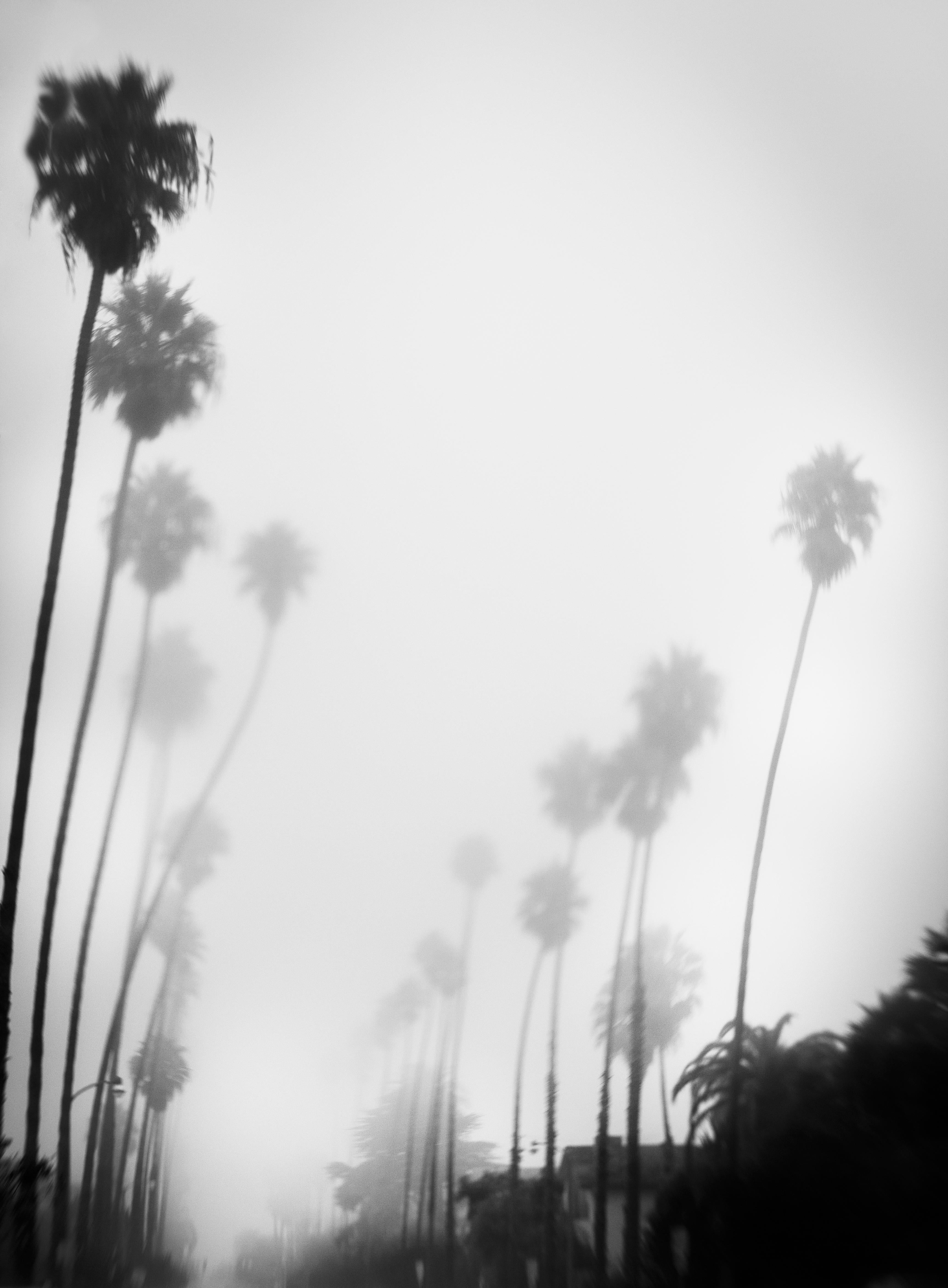 Sarah Hadley Black and White Photograph - Palm Trees in Mist, Los Angeles