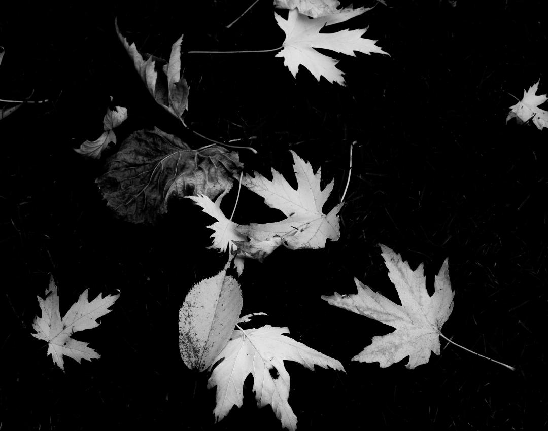 Black and White Photograph Sarah Hadley - Feuilles de Paris
