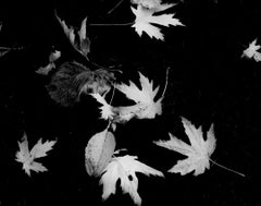 Paris Leaves