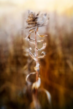 Danseuse des prairies