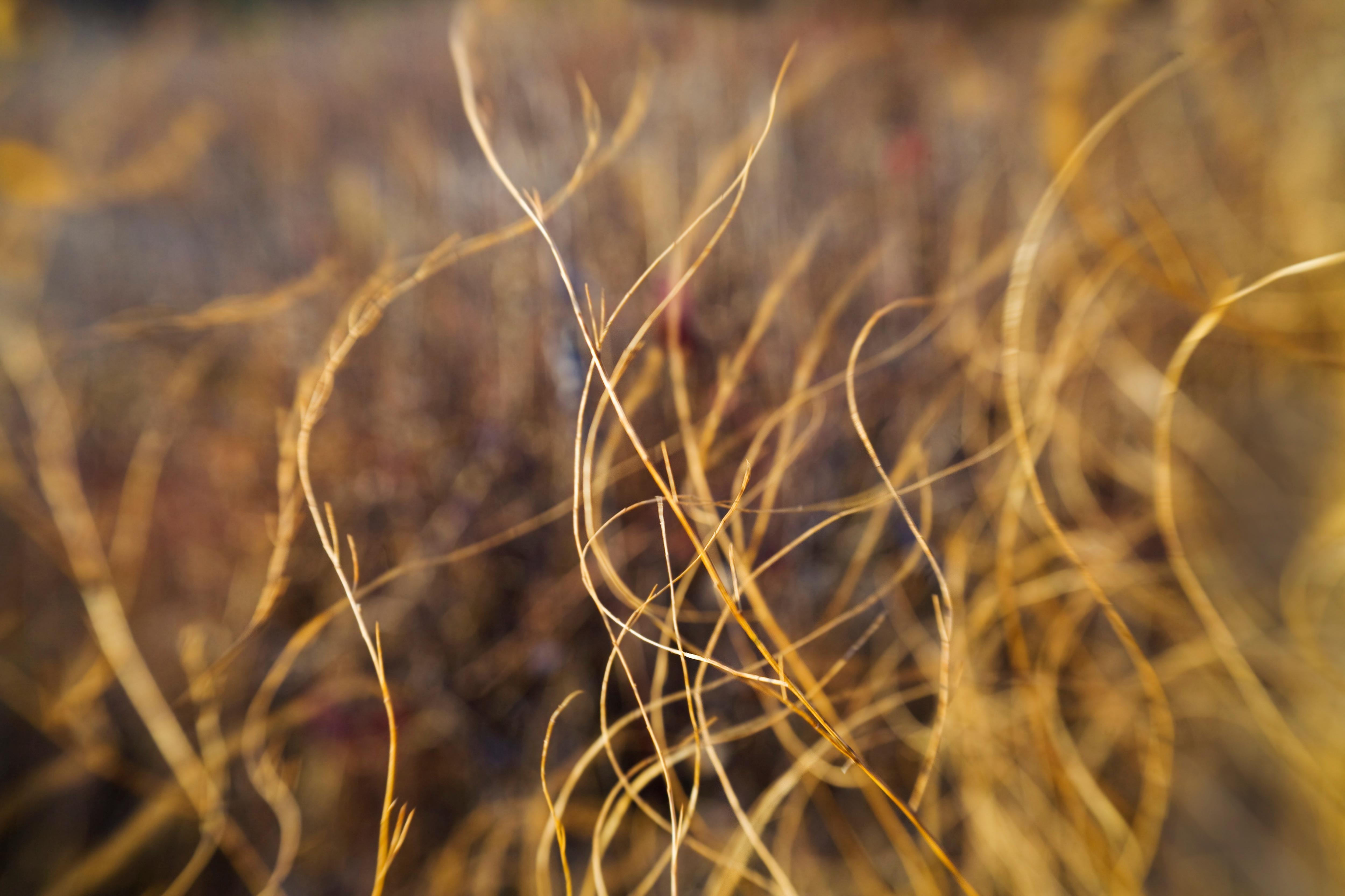 Sarah Hadley Landscape Photograph - Prairie Grasses