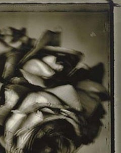 Roses, Framed Gelatin Silver Print, 1997