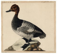 Antique Pochard