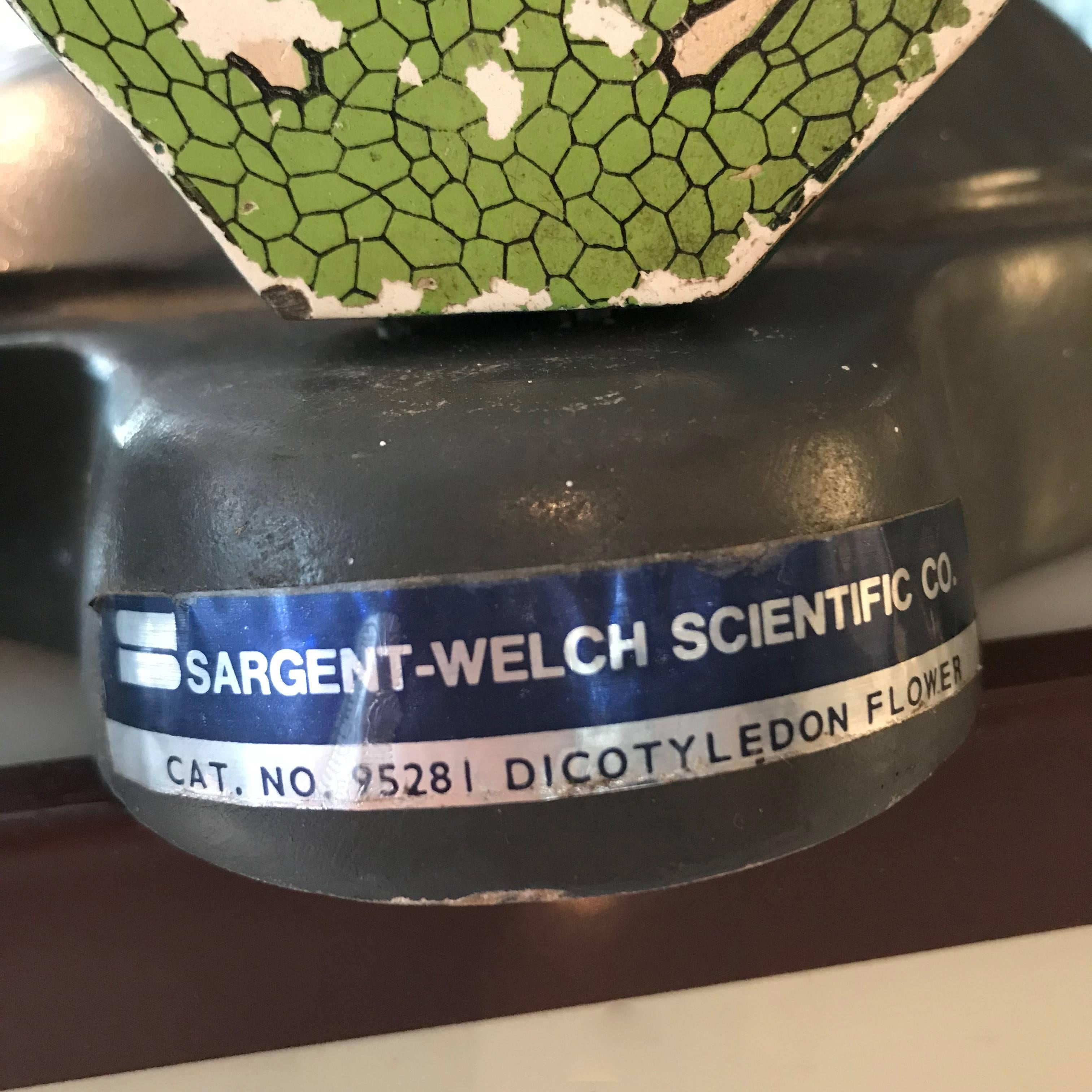 20th Century Sargent-Welch Scientific Flower Botanical Model