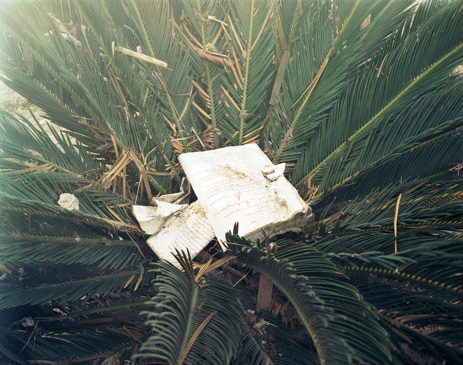 Sasha Bezzubov Color Photograph - "Tsunami #19" book and palm, contemporary conceptual color photograph