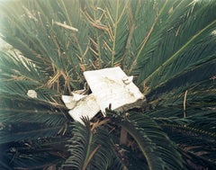 "Tsunami #19" book and palm, contemporary conceptual color photograph
