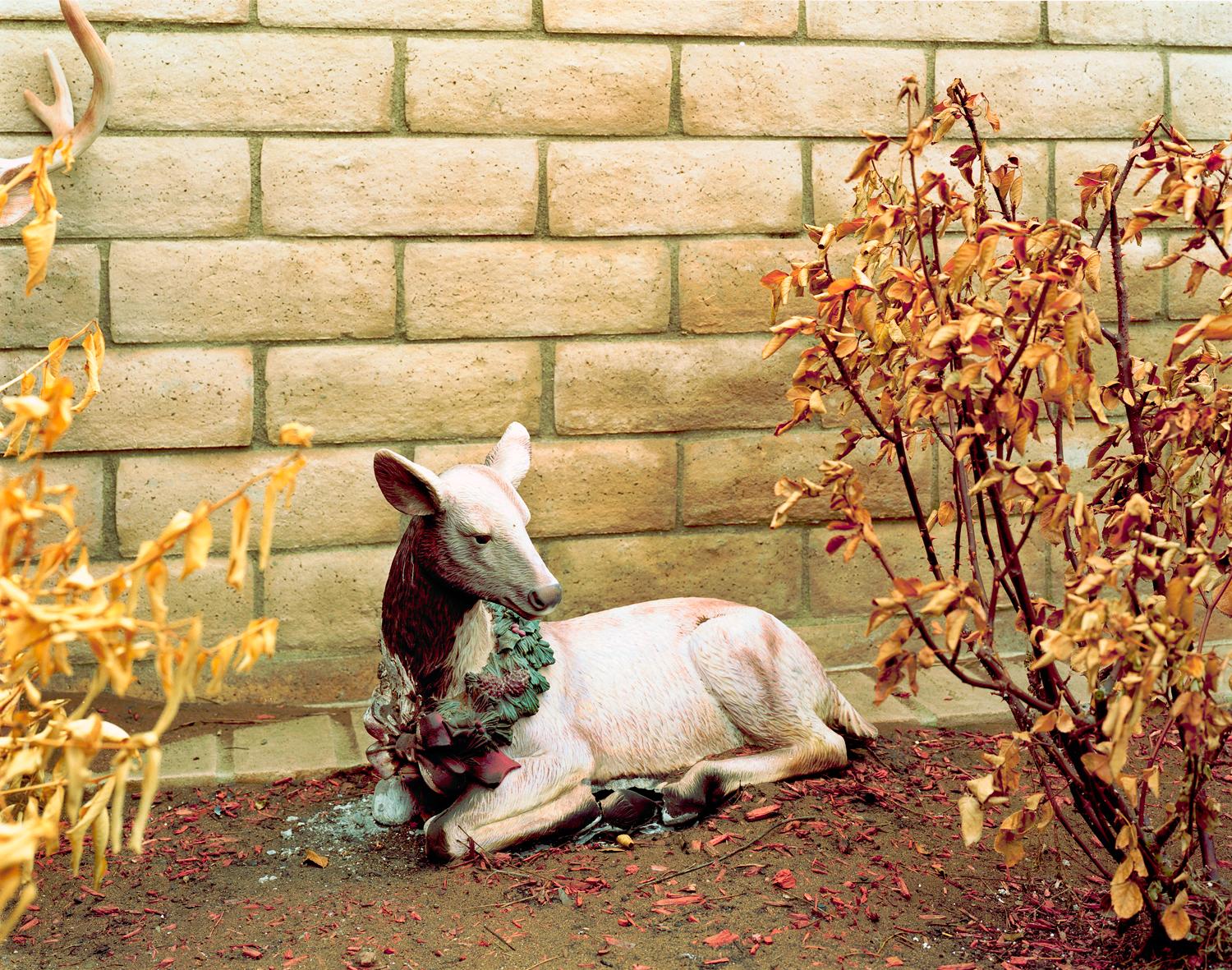 Sasha Bezzubov Still-Life Photograph - "Wildfire #32, Witch Creek Fire, Rancho Bernardo, CA, 2007" color photograph