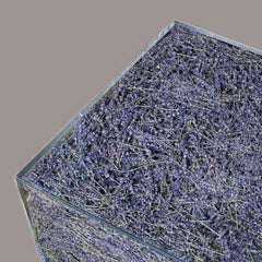 Lavender Cube