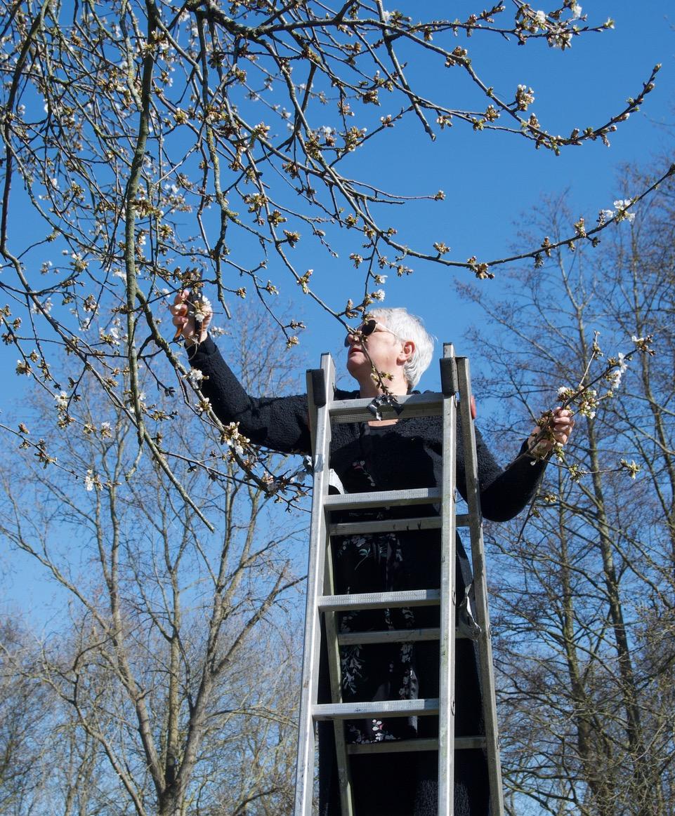 Zitronen und Limonen