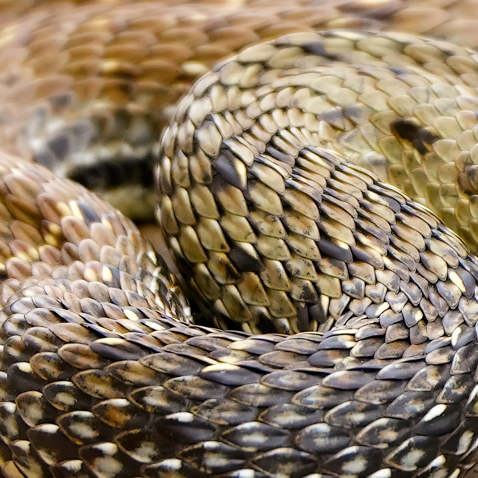 Serpiente 2- Impresión limitada firmada, Primer plano cuadrado contemporáneo, Reptil - Color Photograph Marrón de Saskia Van de Meeberg