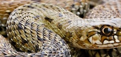 Snake - Signed limited fine art print, Panoramic, Contemporary close-up, Reptile
