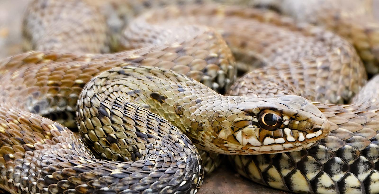 Saskia Van de Meeberg Still-Life Photograph - Snake - Signed limited fine art print, Panoramic, Contemporary close-up, Reptile