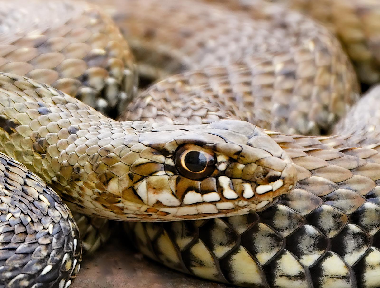 Snake - Signed limited fine art print, Panoramic, Contemporary close-up, Reptile - Brown Color Photograph by Saskia Van de Meeberg