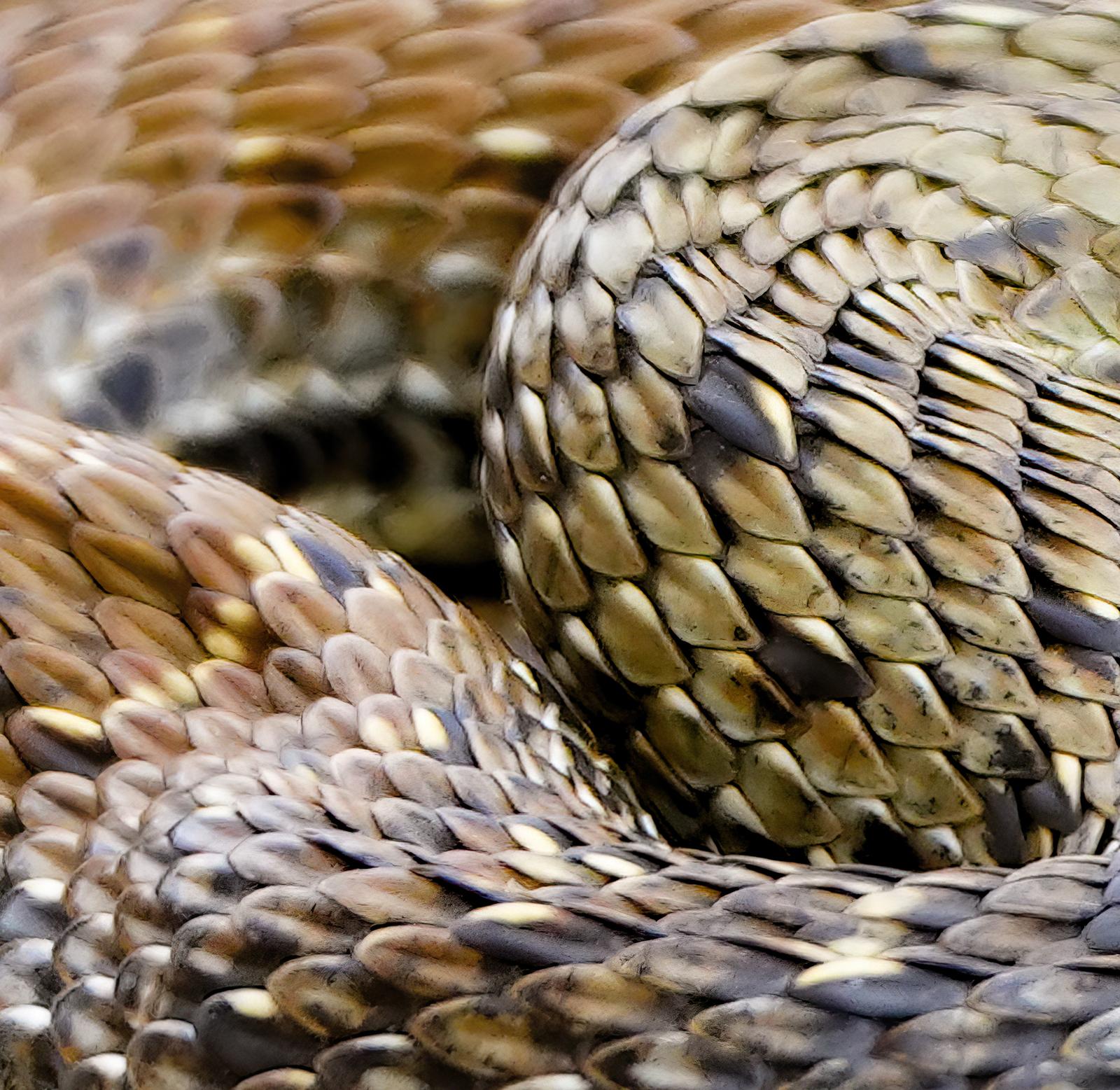 Schlange – signierter, limitierter Kunstdruck, Panoramik, zeitgenössische Nahaufnahme, Reptil (Braun), Color Photograph, von Saskia Van de Meeberg