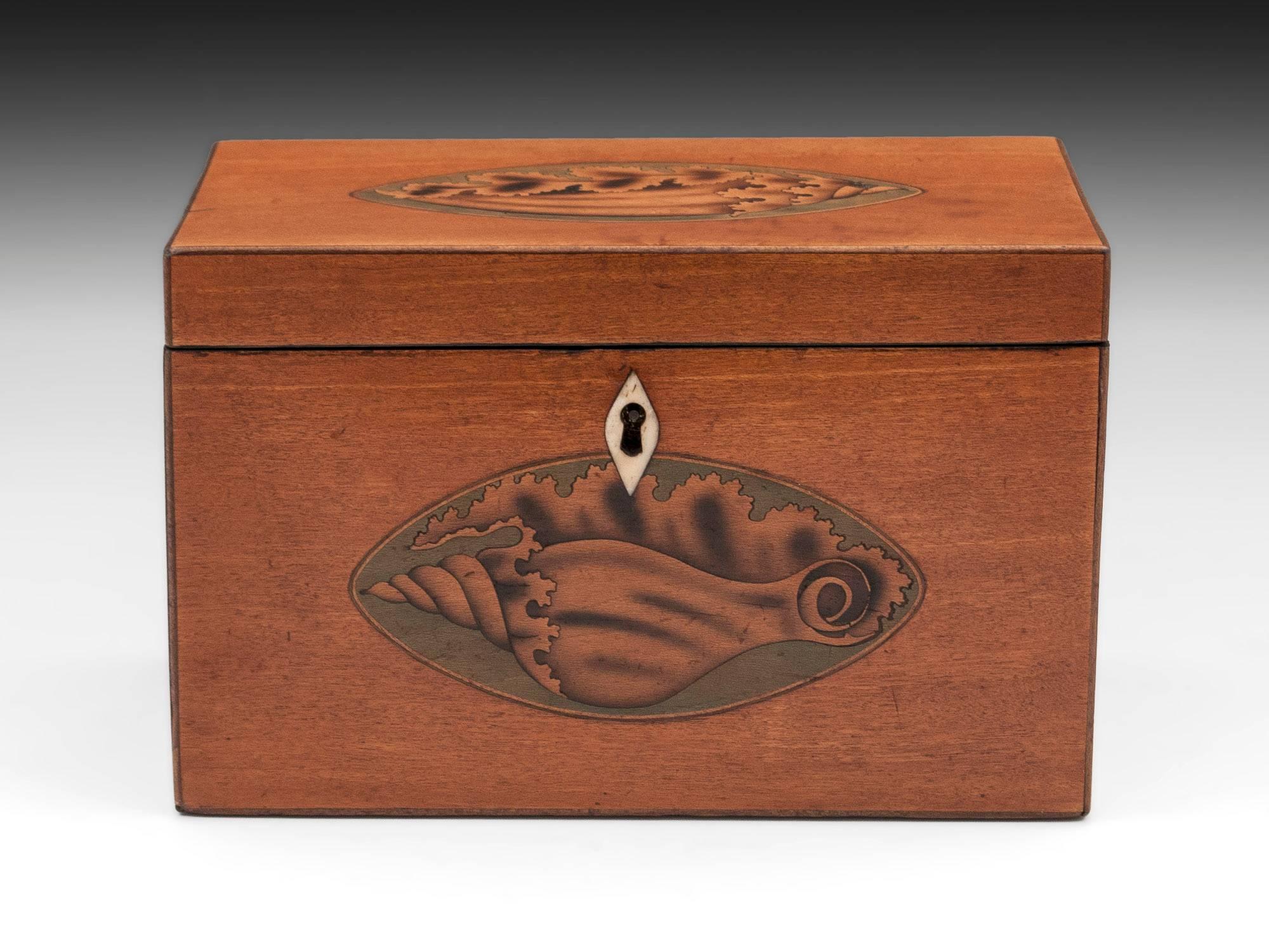 Satinwood tea caddy with inlaid conch shells to the front and top with oval shaped bone key profile. 

The interior of this Georgian satinwood twin tea caddy features two brass handle floating lidded compartments with traces of their original foil