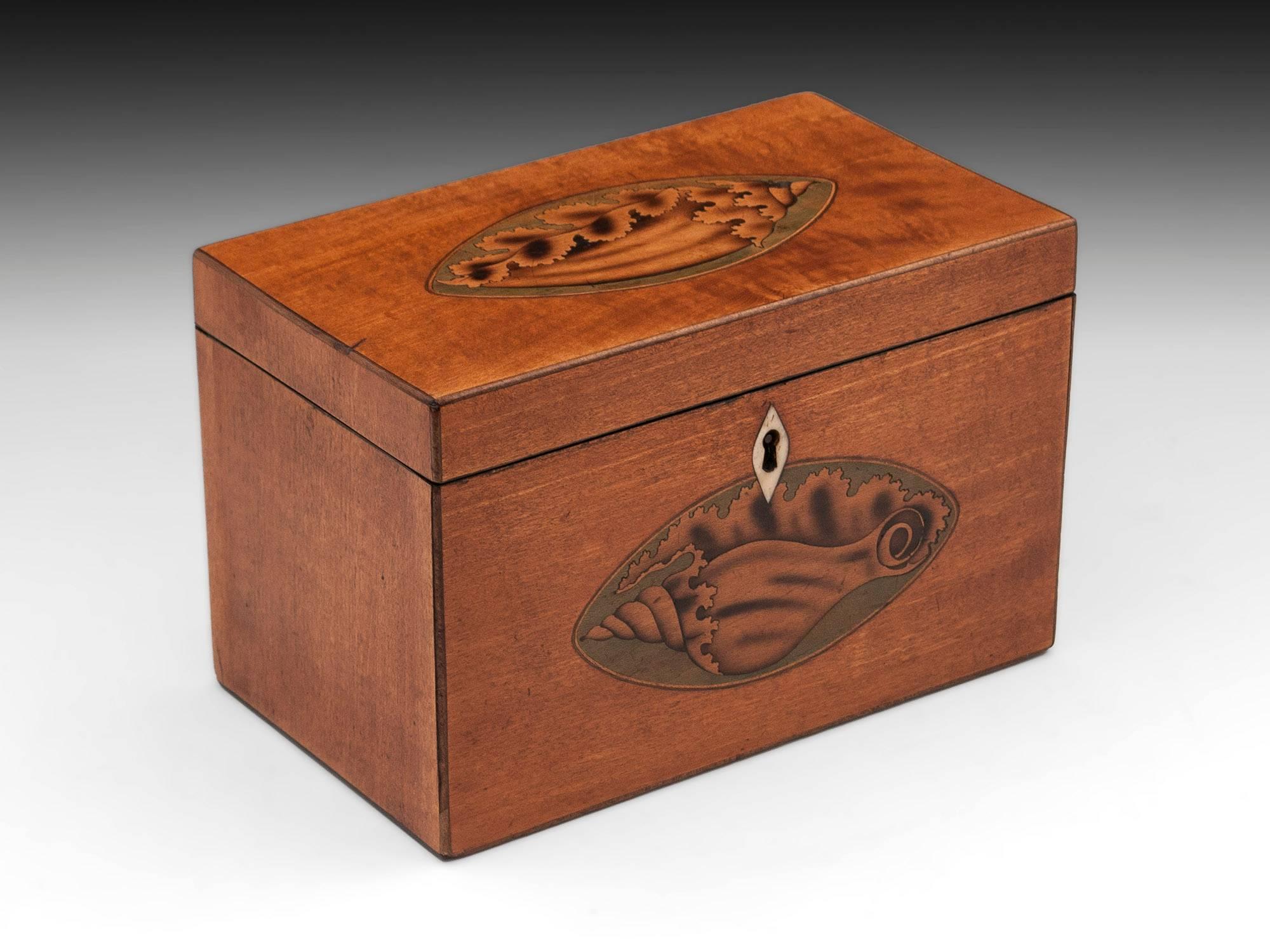George III Satinwood Antique Tea Caddy with Inlaid Conch Shells, 18th Century