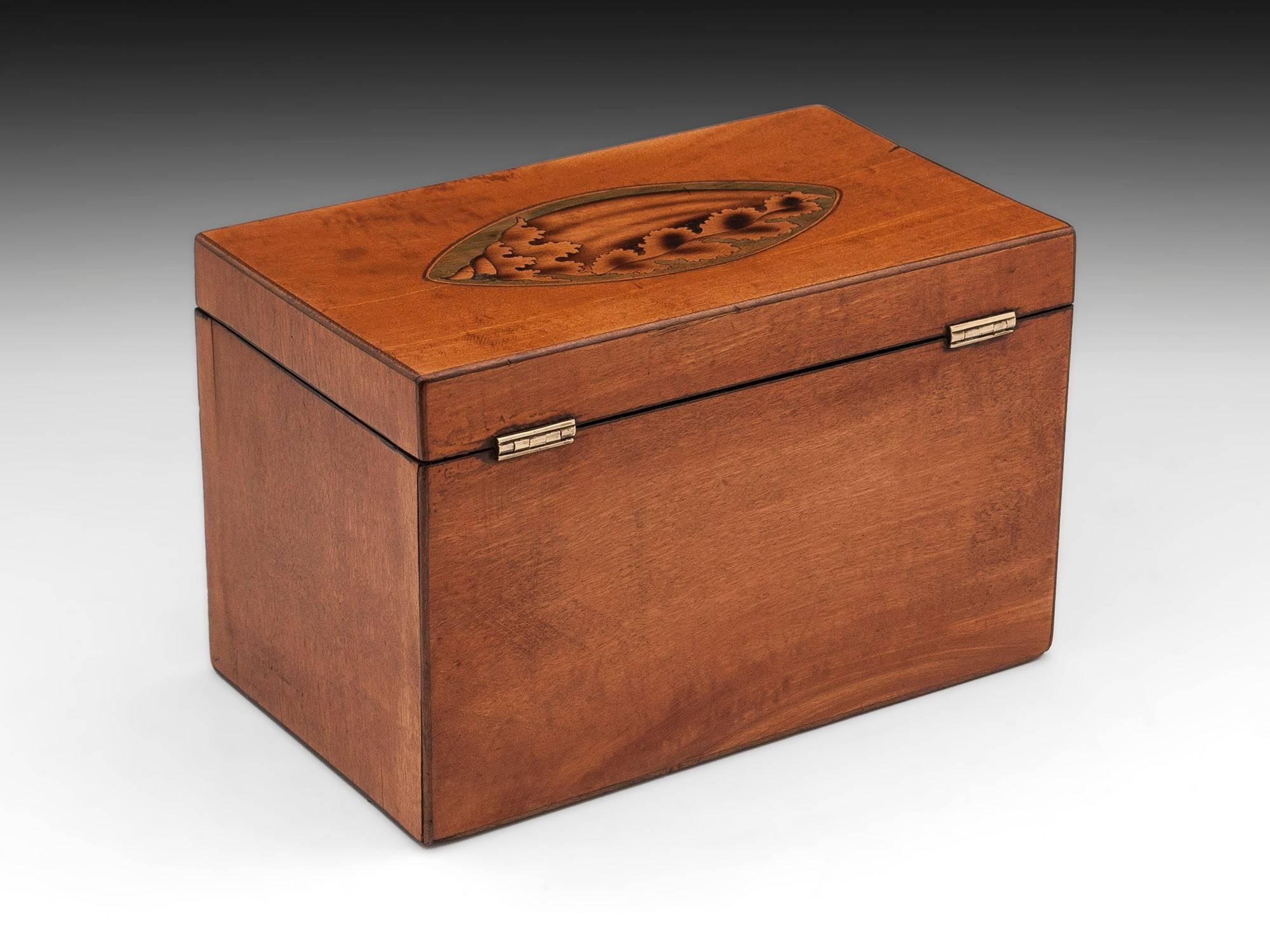 British Satinwood Antique Tea Caddy with Inlaid Conch Shells, 18th Century