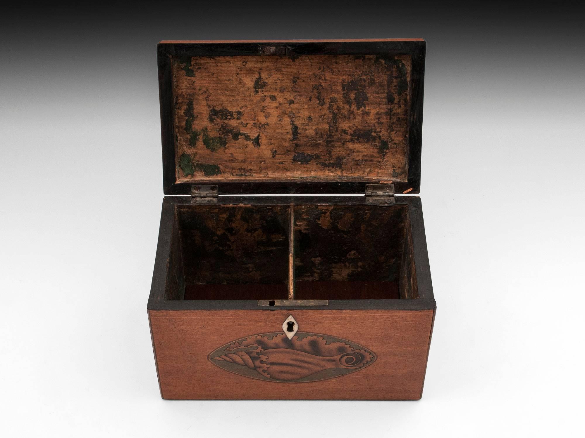 Satinwood Antique Tea Caddy with Inlaid Conch Shells, 18th Century In Good Condition In Northampton, United Kingdom