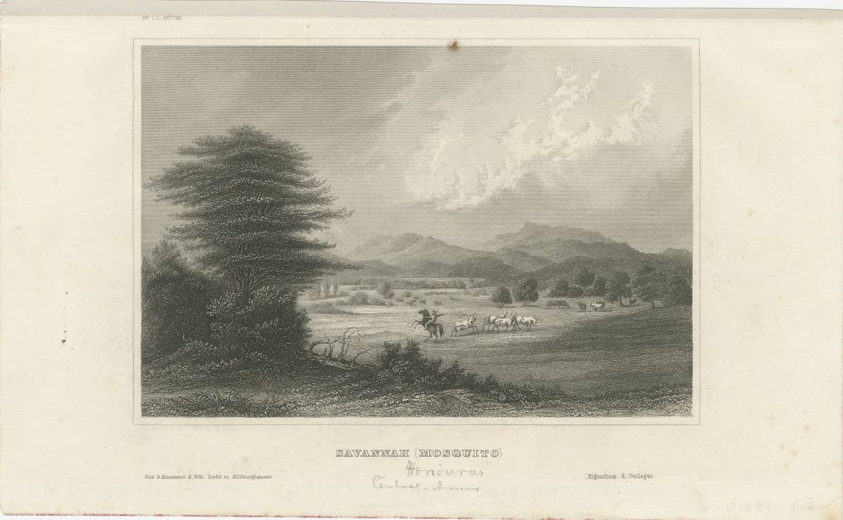 Savannah (Mosquito), Honduras – Antique Engraving, Central America, c.1850