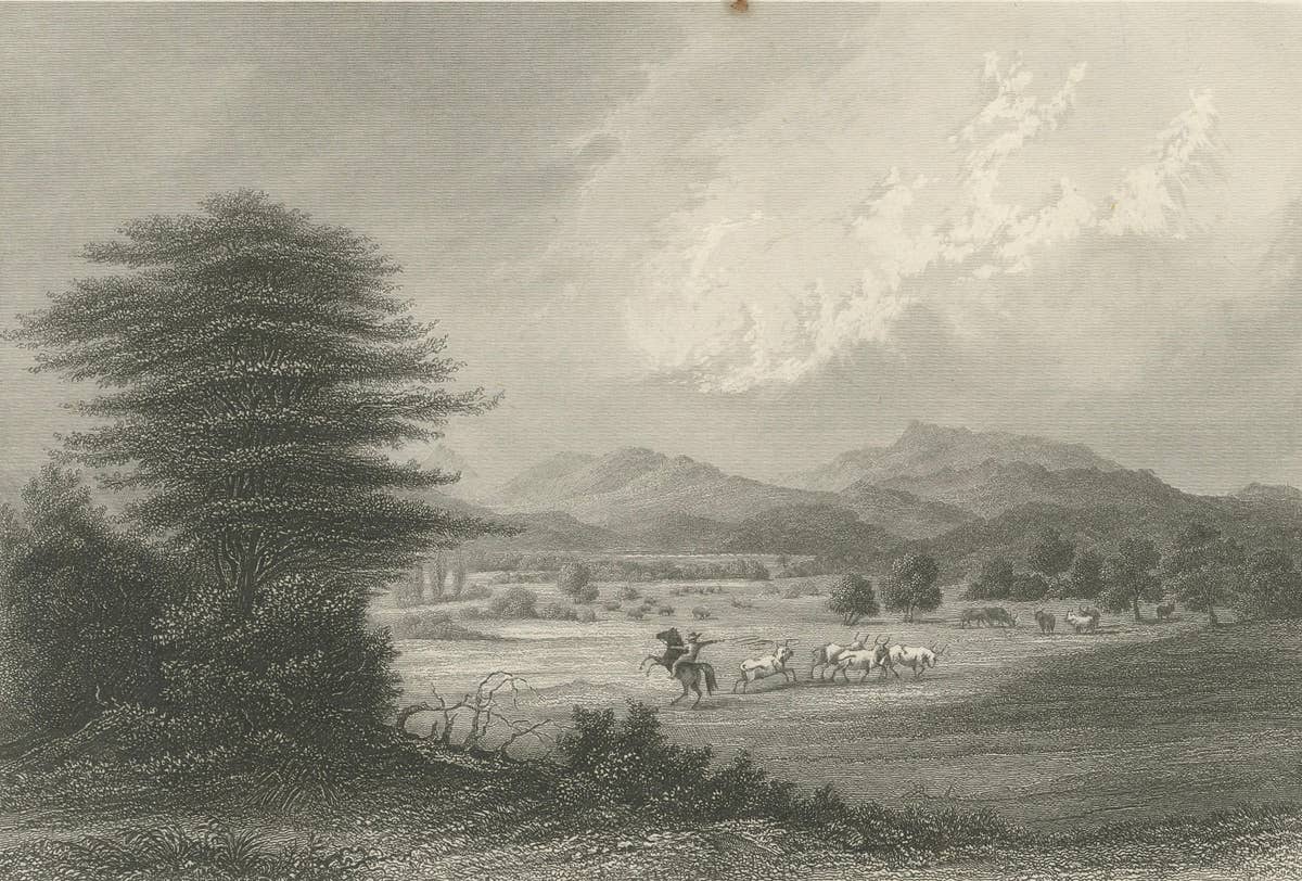 Savannah (Mosquito), Honduras – Antique Engraving, Central America, c.1850