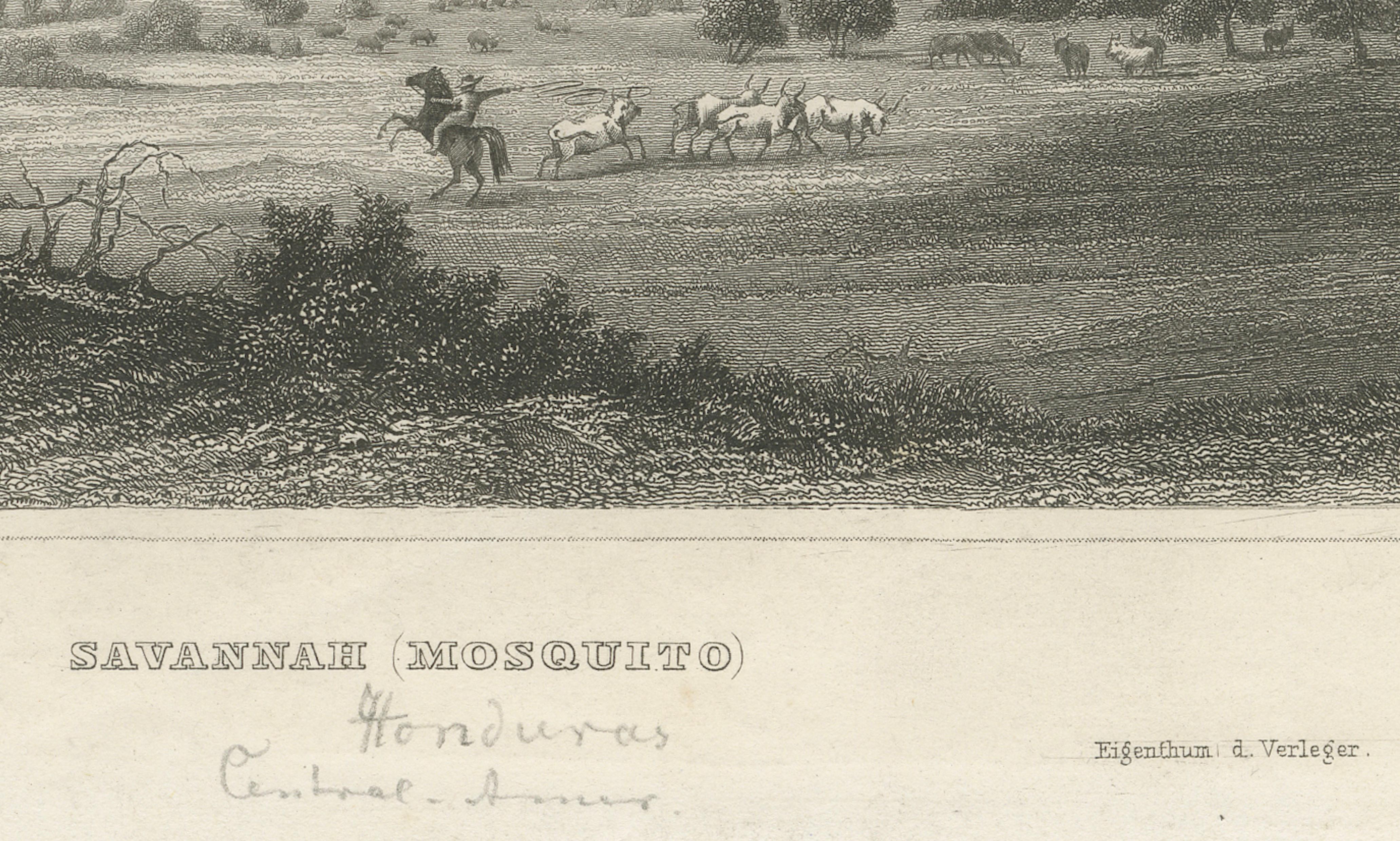 Savannah (Mosquito), Honduras – Antique Engraving, Central America, c.1850