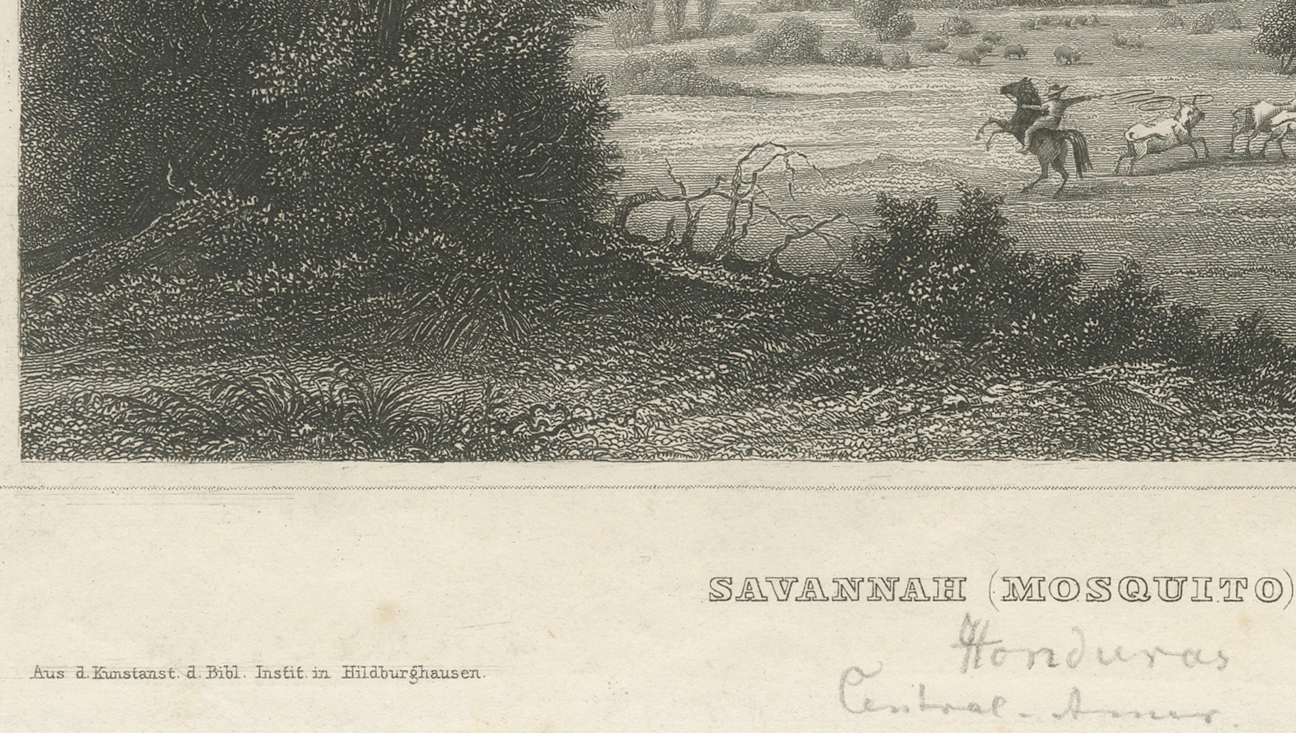 Savannah (Mosquito), Honduras – Antique Engraving, Central America, c.1850
