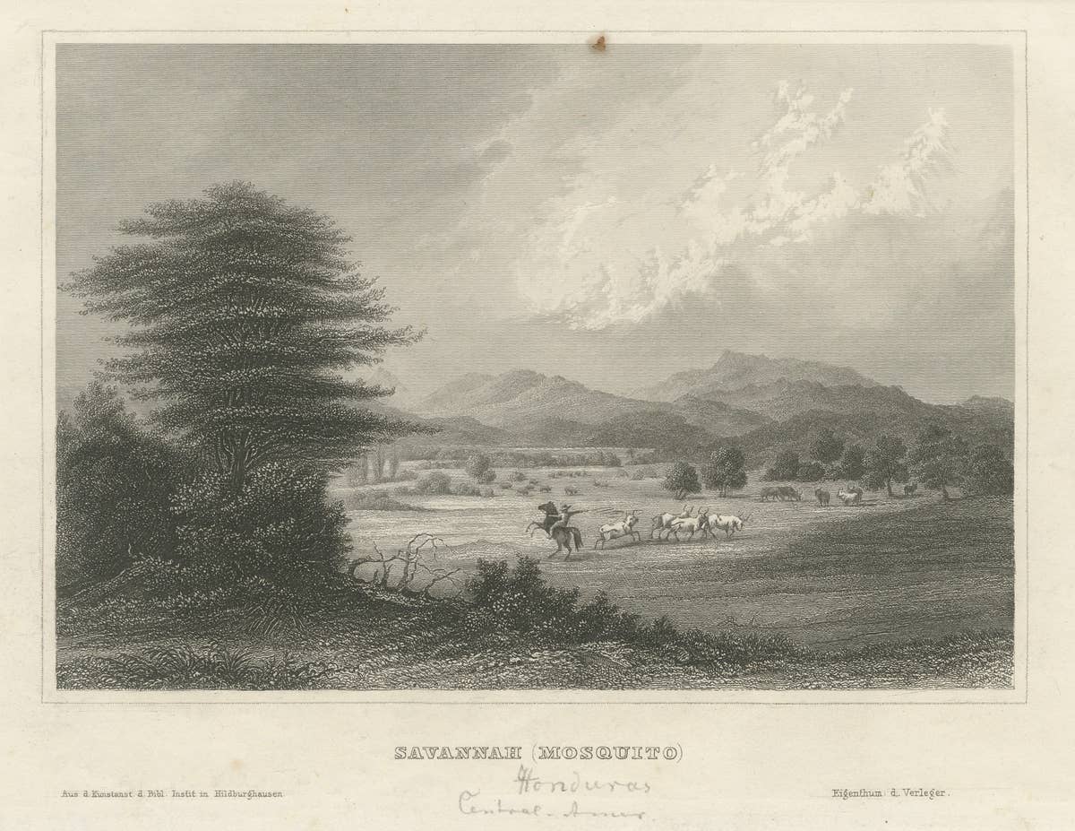 Savannah (Mosquito), Honduras – Antique Engraving, Central America, c.1850