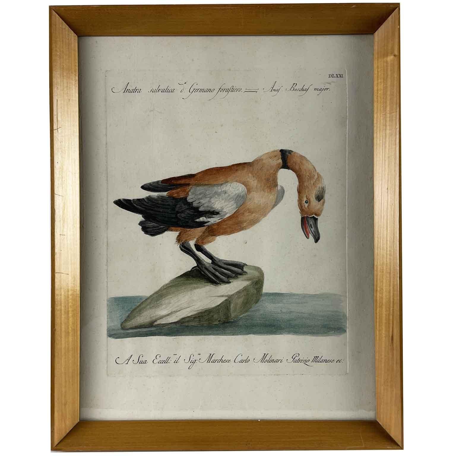 Saverio Manetti acquaforte acquerellata a mano raffigurante Anatra Salvatica 1770 circa tratta dall’opera Storia Naturale degli Uccelli trattata con metodo ed adornata di figure intagliate in rame e miniate al naturale edita in Firenze presso la