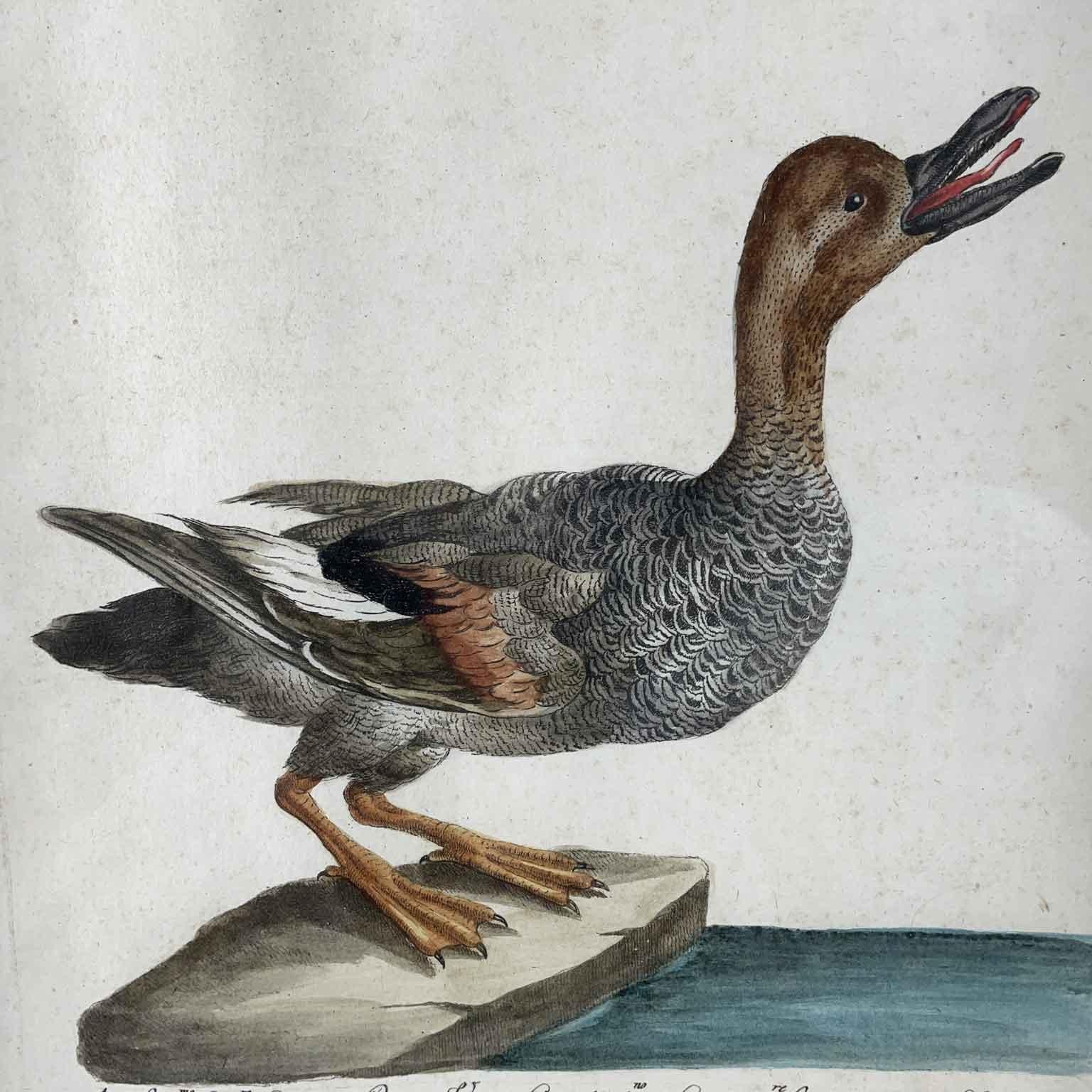Saverio Manetti Anatra Salvatica O Cicalona 1770 Circa La tavola di Saverio Manetti che descrive l’Anatra Salvatica, conosciuta anche in Toscana come Cicalona o Canapiglia Maschio, è un’importante illustrazione dell’ornitologia del XVIII secolo.