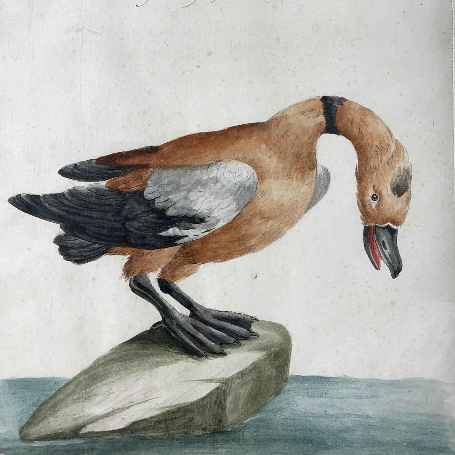 Neoclassico Saverio Manetti Anatra Selvatica Acquaforte Italiana Acquarellata a Mano 1770 ca in vendita