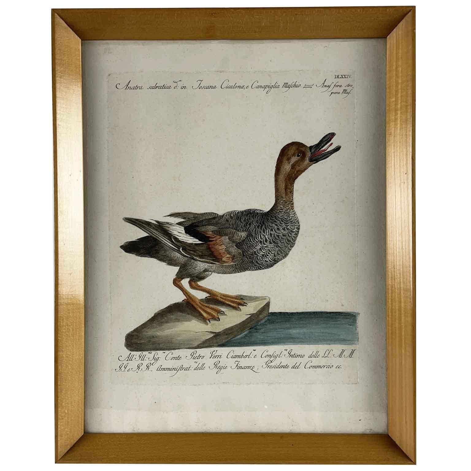 Neoclassico Saverio Manetti Anatra Selvatica Acquaforte Italiana Acquarellata a Mano 1770 ca in vendita