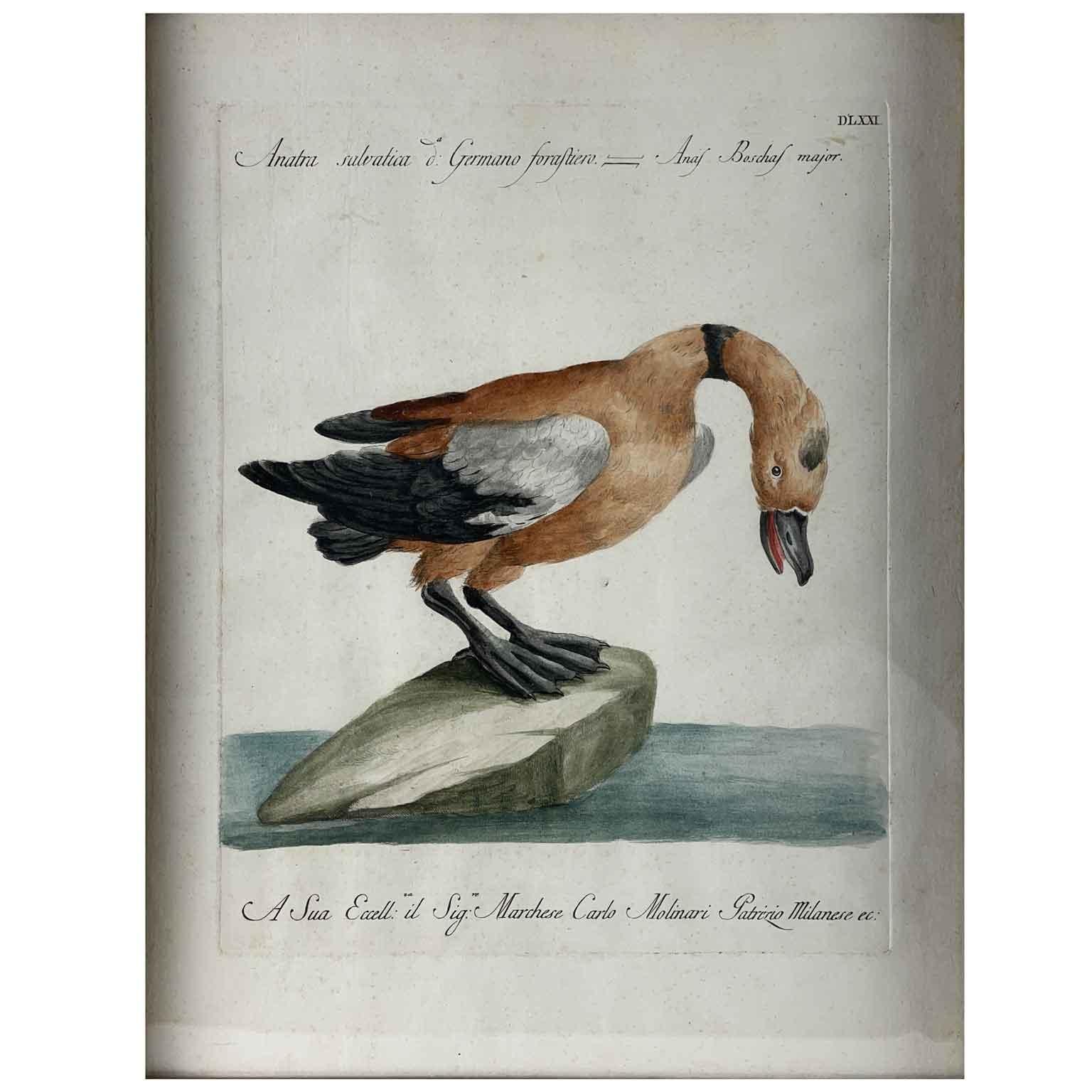 Realizzato con acquaforte Saverio Manetti Anatra Selvatica Acquaforte Italiana Acquarellata a Mano 1770 ca in vendita