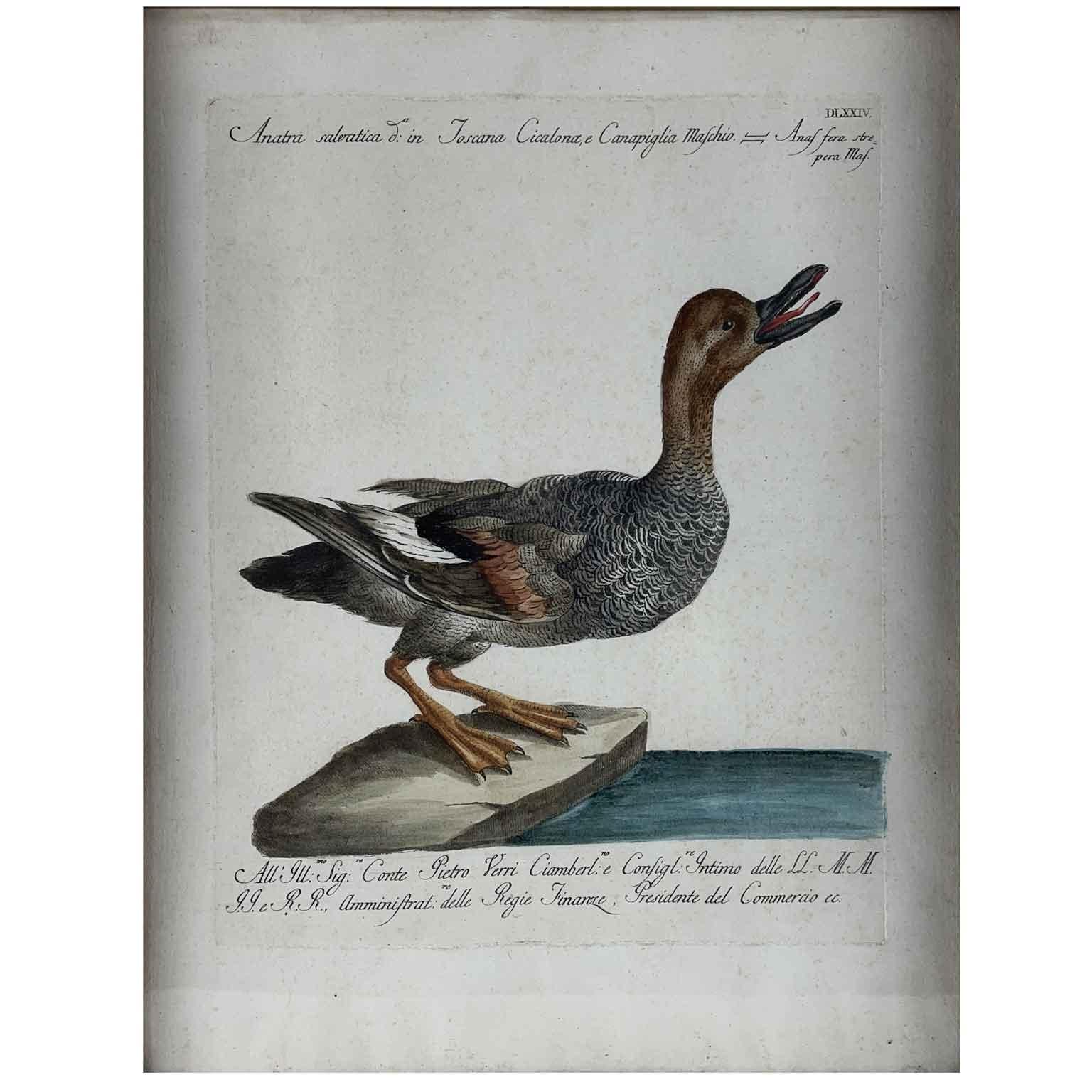 Realizzato con acquaforte Saverio Manetti Anatra Selvatica Acquaforte Italiana Acquarellata a Mano 1770 ca in vendita
