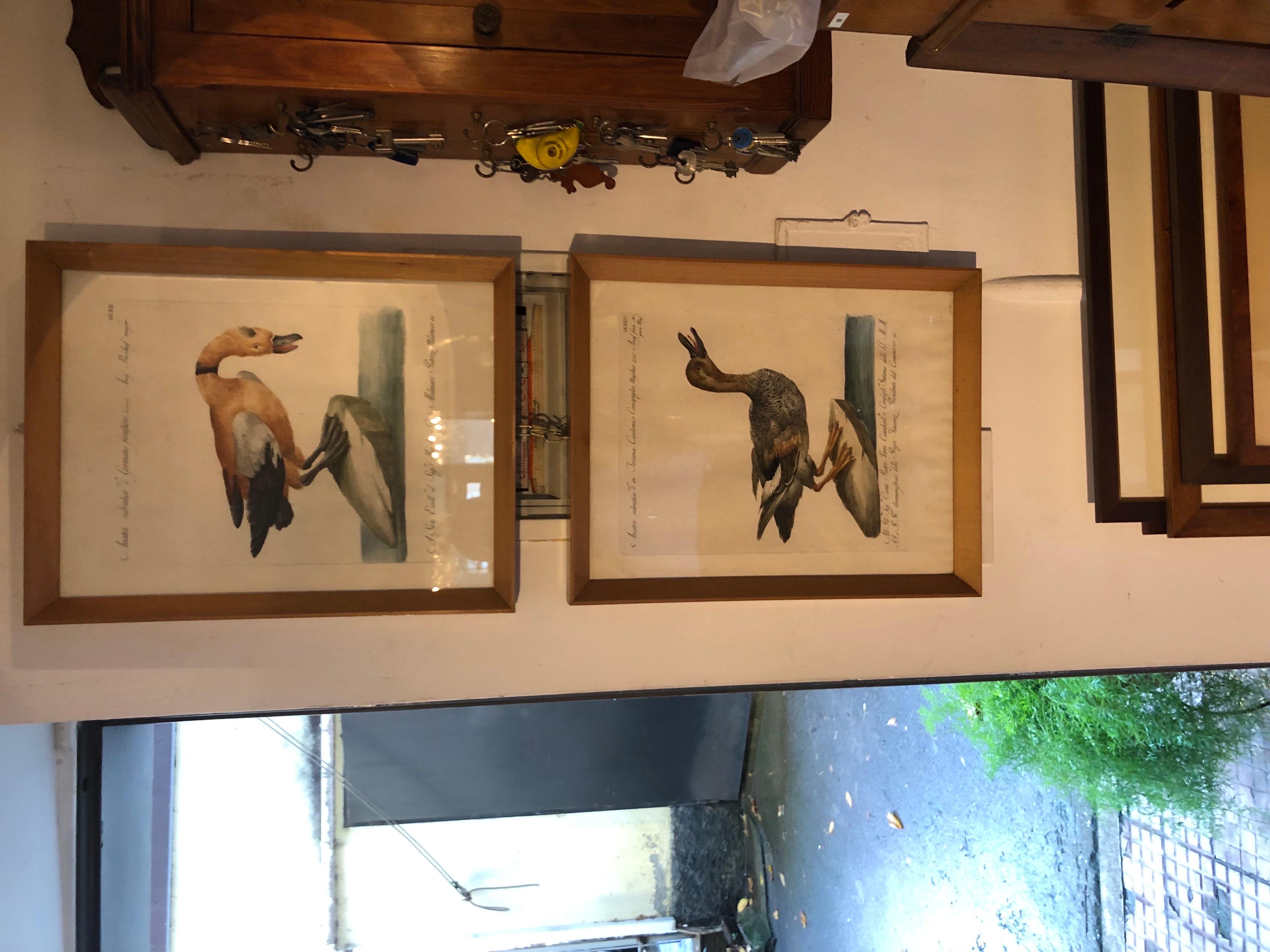 Saverio Manetti Anatra Selvatica Acquaforte Italiana Acquarellata a Mano 1770 ca In condizioni buone in vendita a Milano, MI