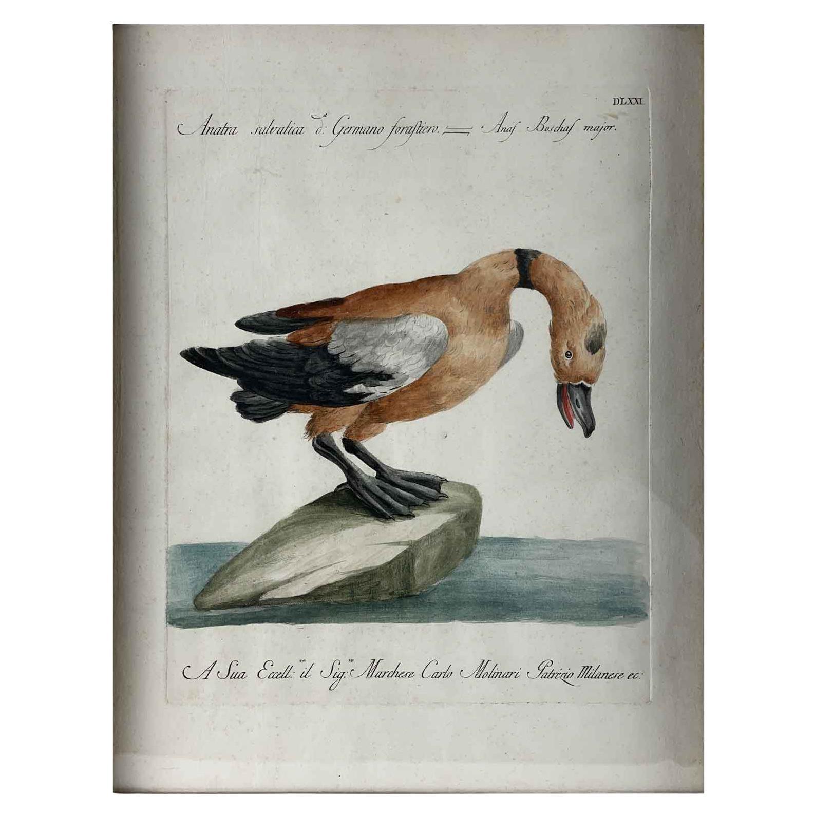 Saverio Manetti Anatra Selvatica Acquaforte Italiana Acquarellata a Mano 1770 ca in vendita