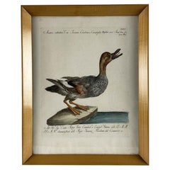 Saverio Manetti Anatra Selvatica Italienische Radierung Von Hand aquarelliert um 1770