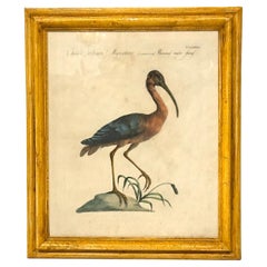 Set di 4 incisioni aviarie antiche dipinte a mano e incorniciate da Saverio Manetti.