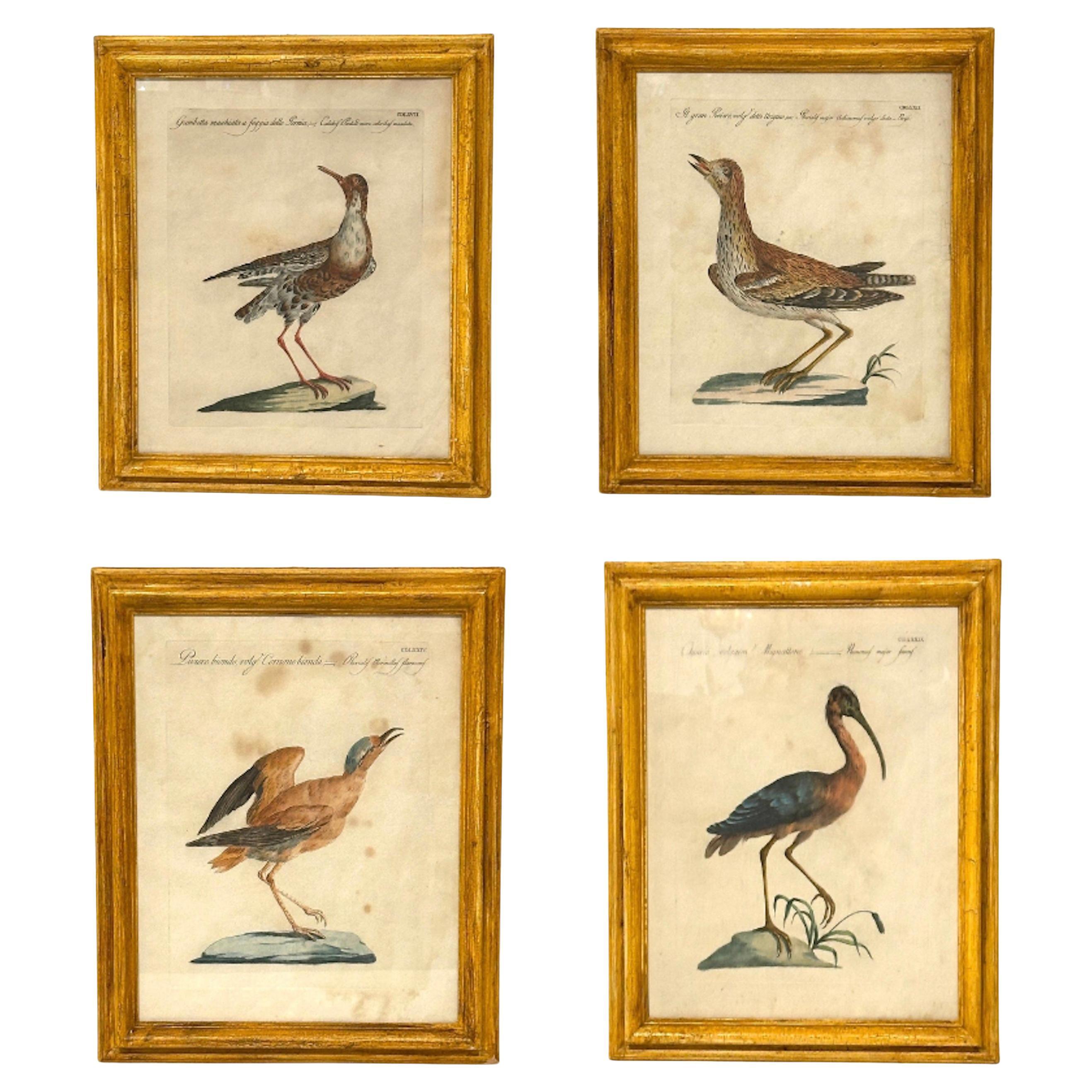 MANETTI, Saverio. Animal Painting – Set von 4 gerahmten antiken, handbemalten, antiken, fliegenden Gravuren von Saverio Manetti